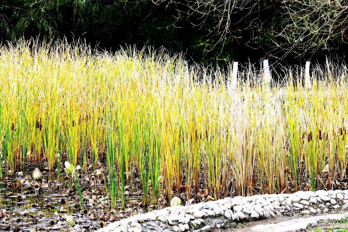 魂断香消泪不成，且留傲骨伴舟横