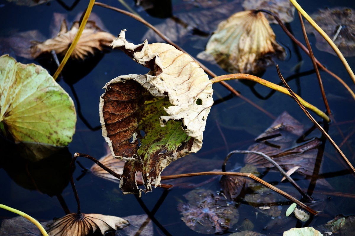 魂断香消泪不成，且留傲骨伴舟横