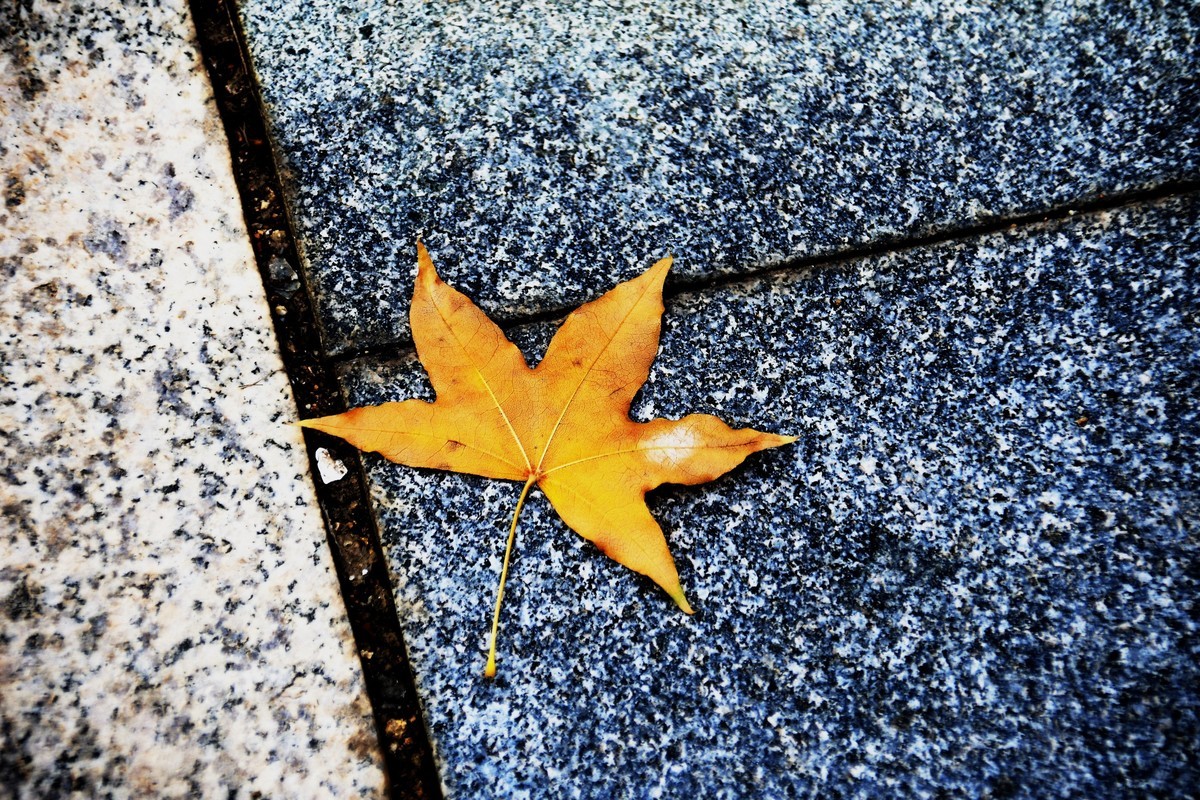 秋尽将身资沃土，来年又复树新妆