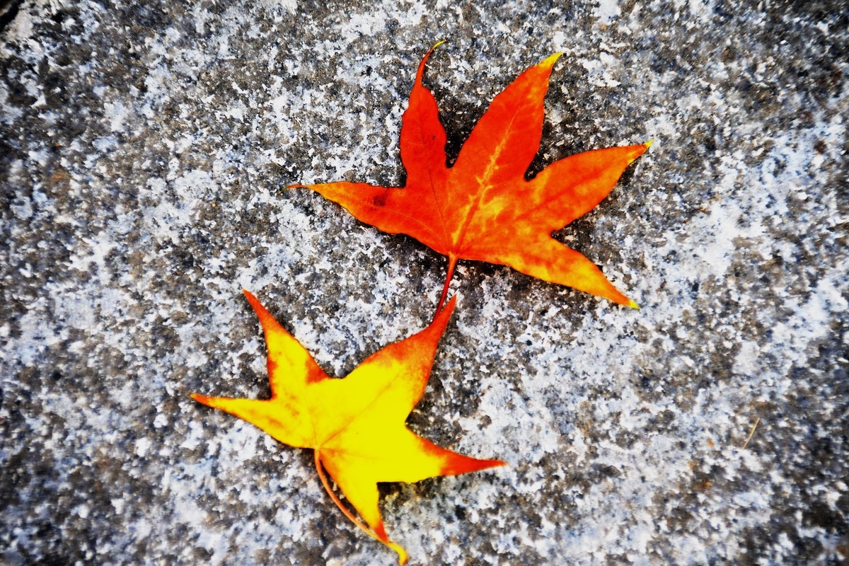 秋尽将身资沃土，来年又复树新妆