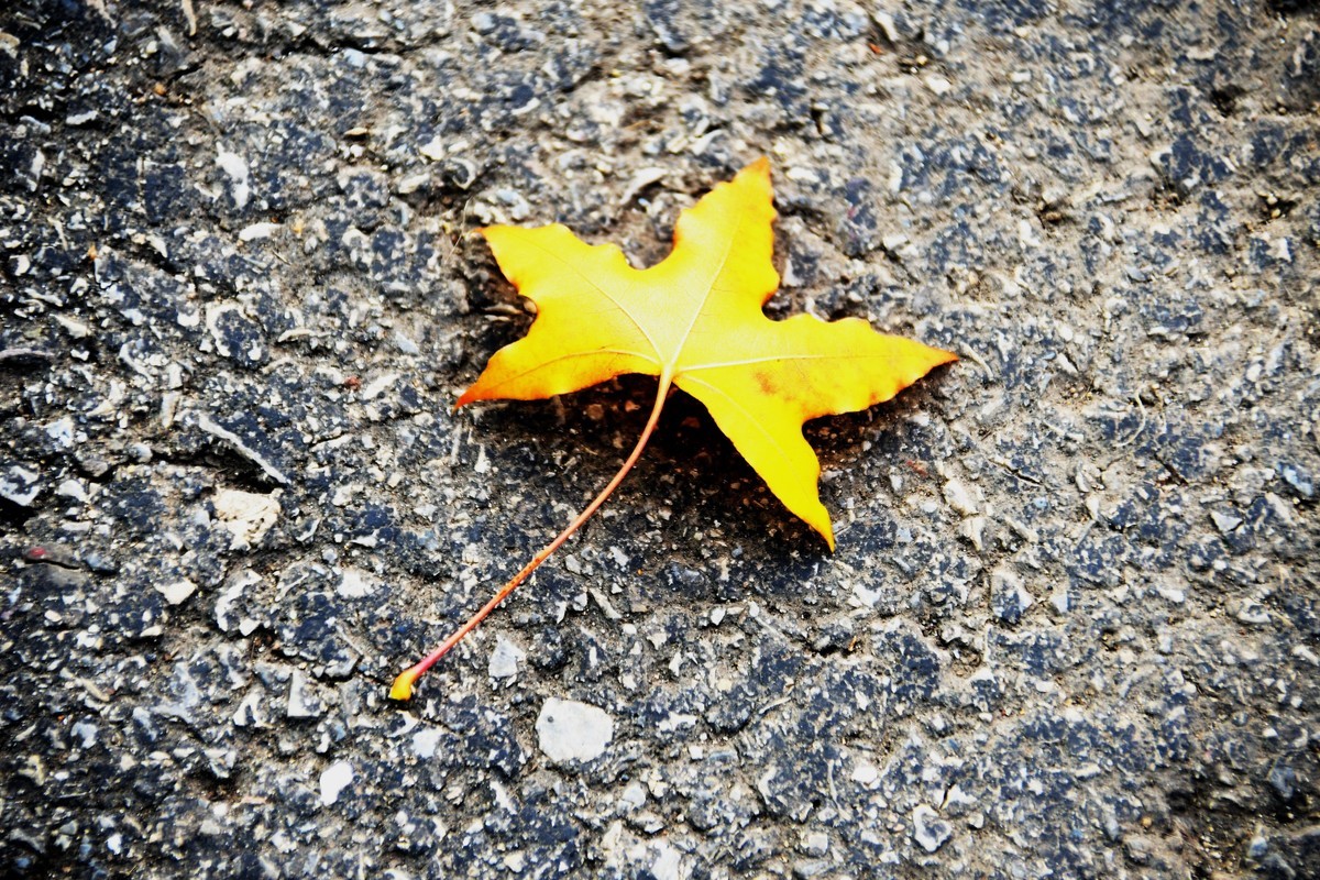 秋尽将身资沃土，来年又复树新妆