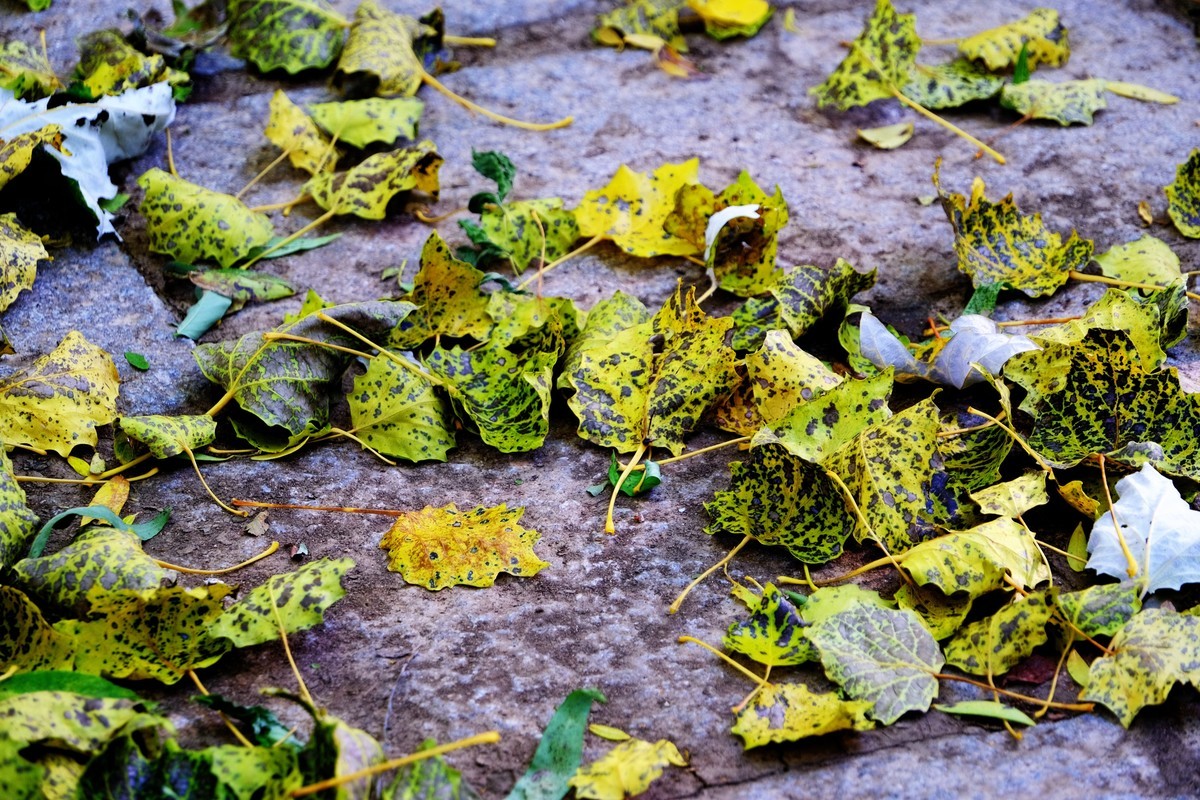 秋尽将身资沃土，来年又复树新妆