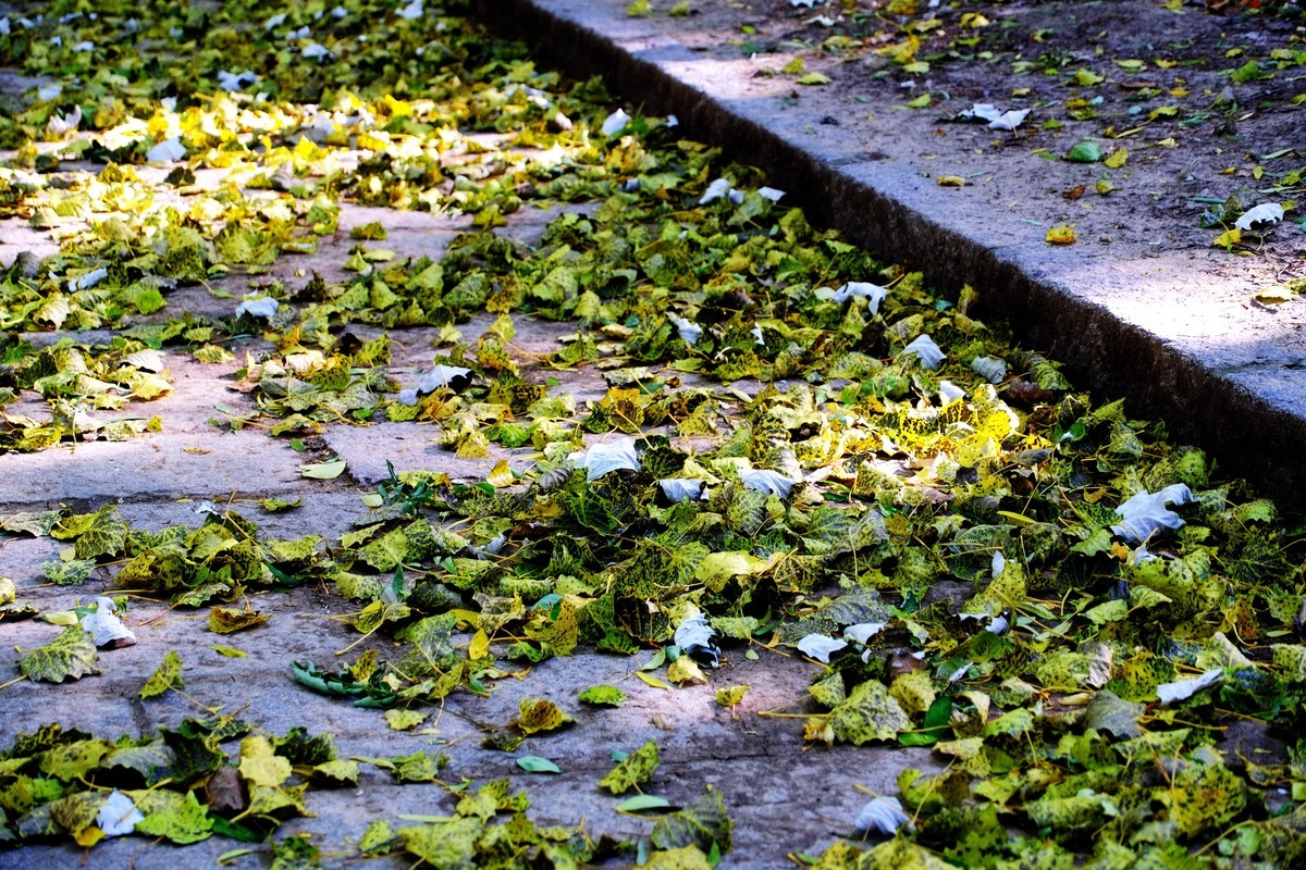 秋尽将身资沃土，来年又复树新妆