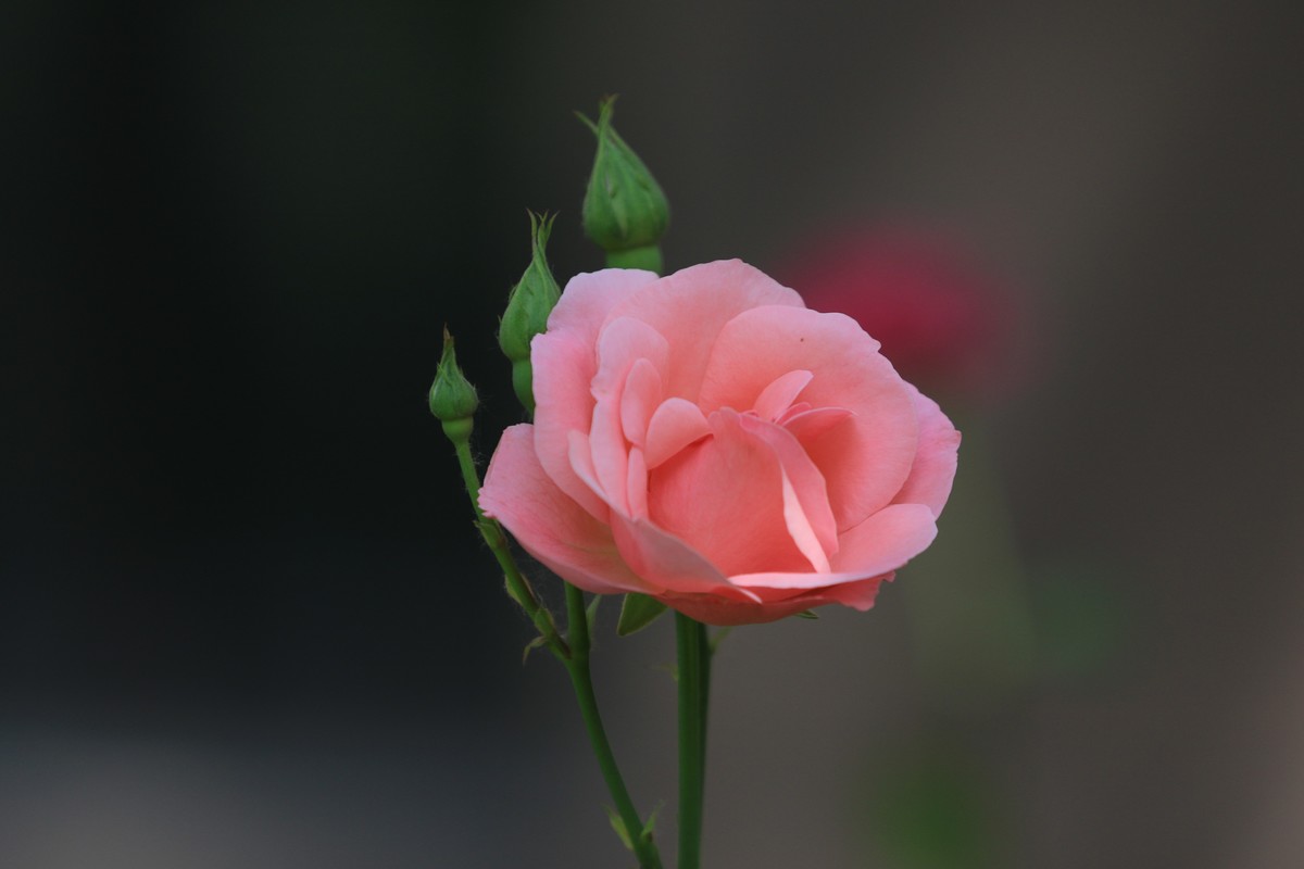 小区散步拍拍花