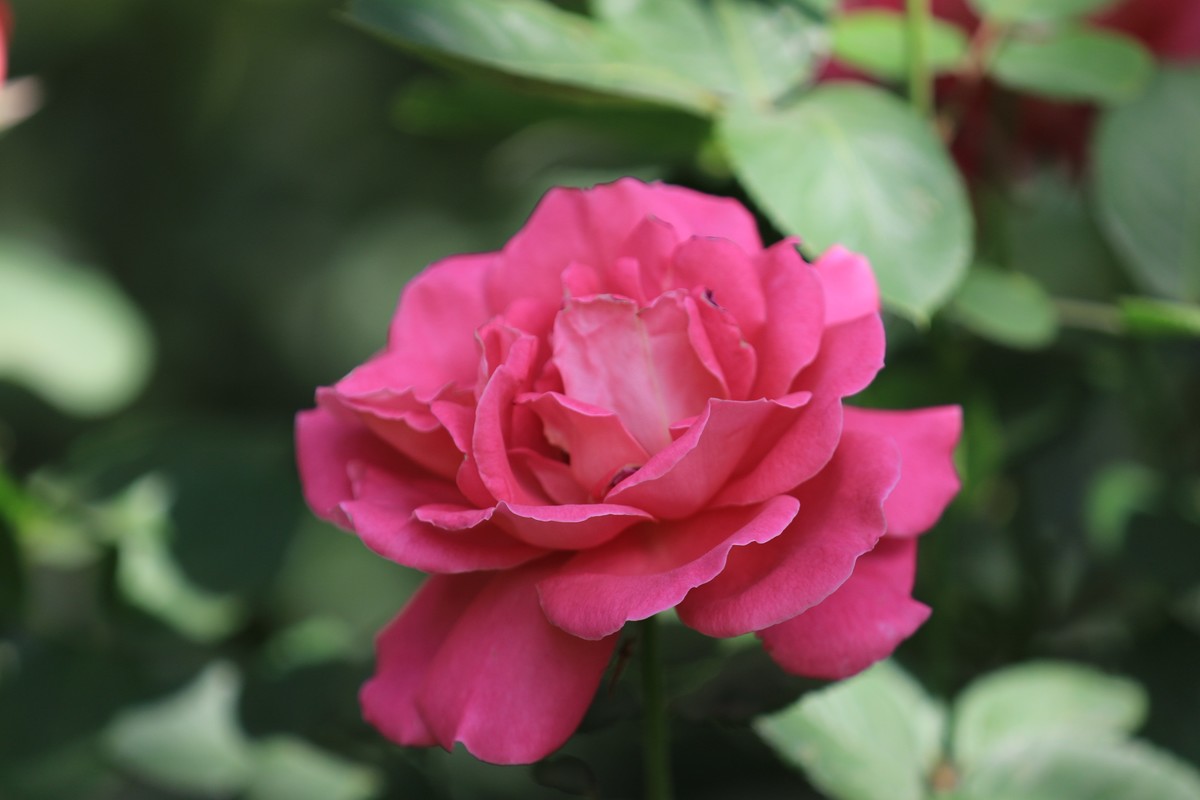 小区散步拍拍花