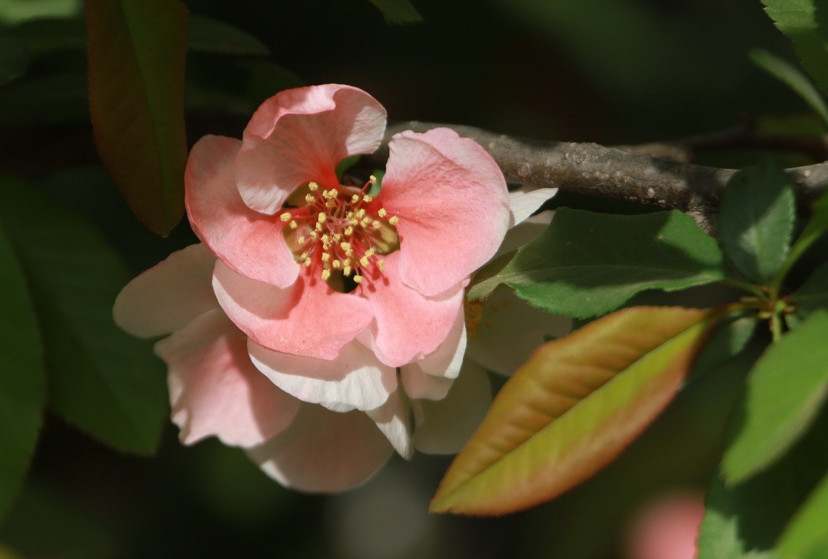 关东百花园（333）——木瓜海棠