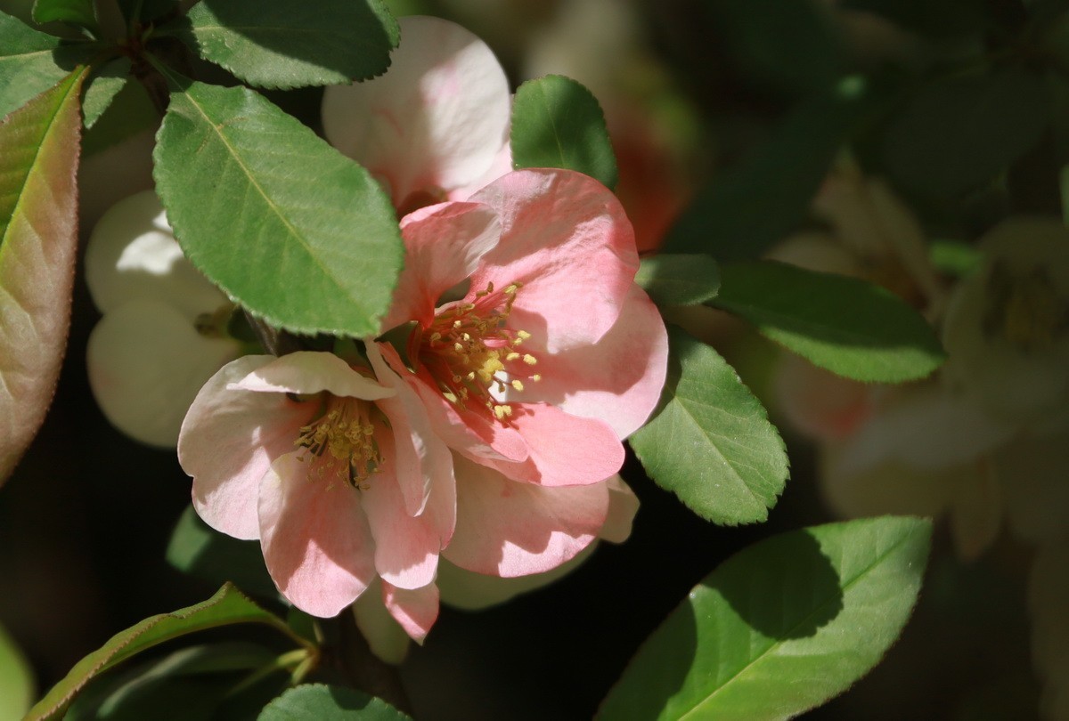 关东百花园（333）——木瓜海棠