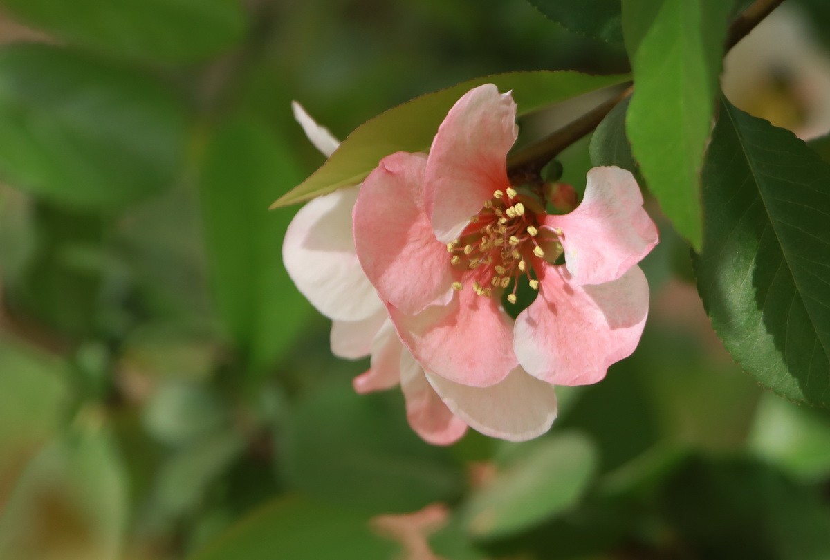 关东百花园（333）——木瓜海棠