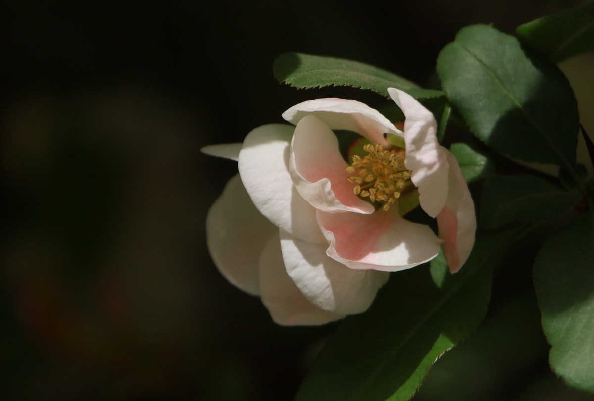 关东百花园（333）——木瓜海棠