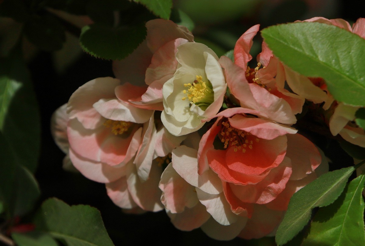 关东百花园（333）——木瓜海棠