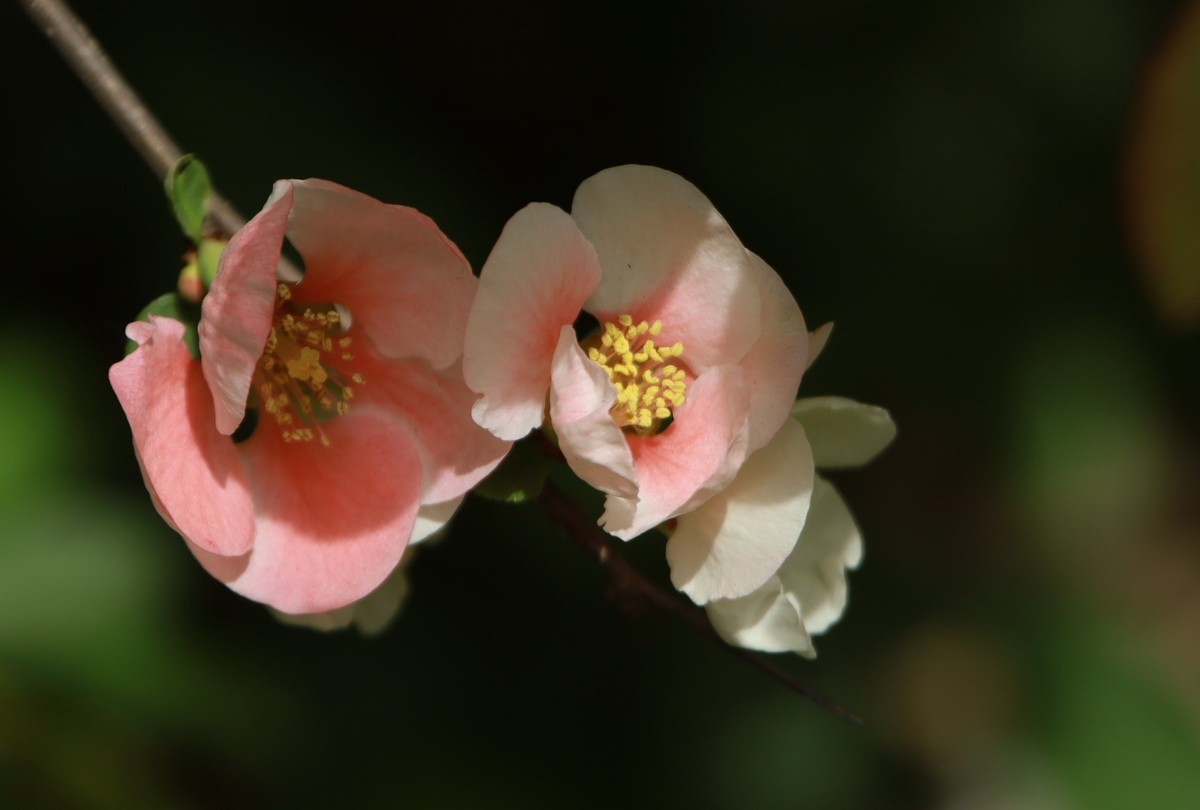 关东百花园（333）——木瓜海棠