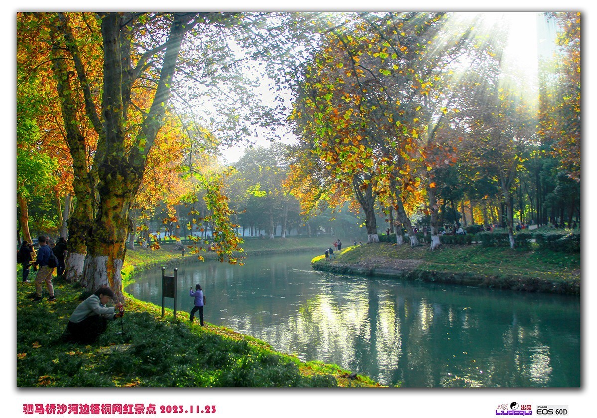 成都沙河梧桐(B)