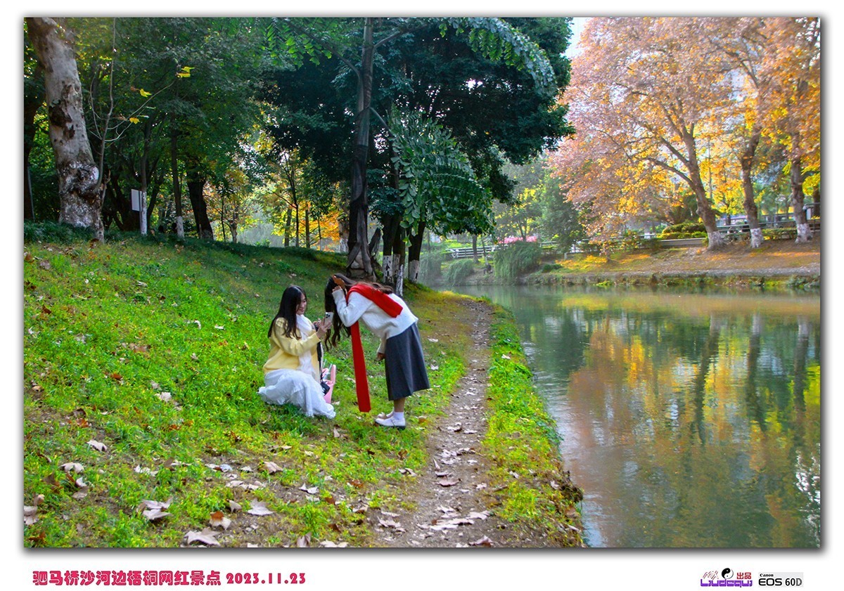 成都沙河梧桐(B)