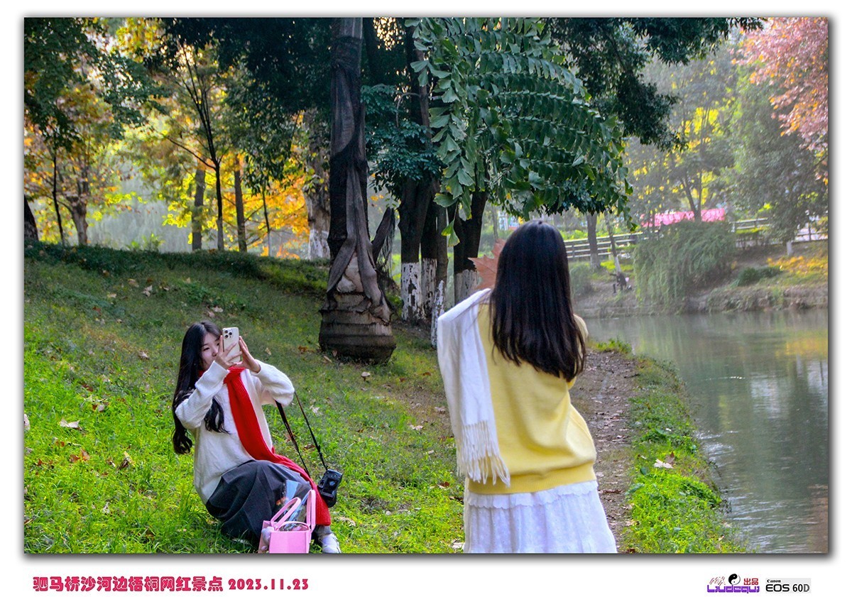 成都沙河梧桐(B)