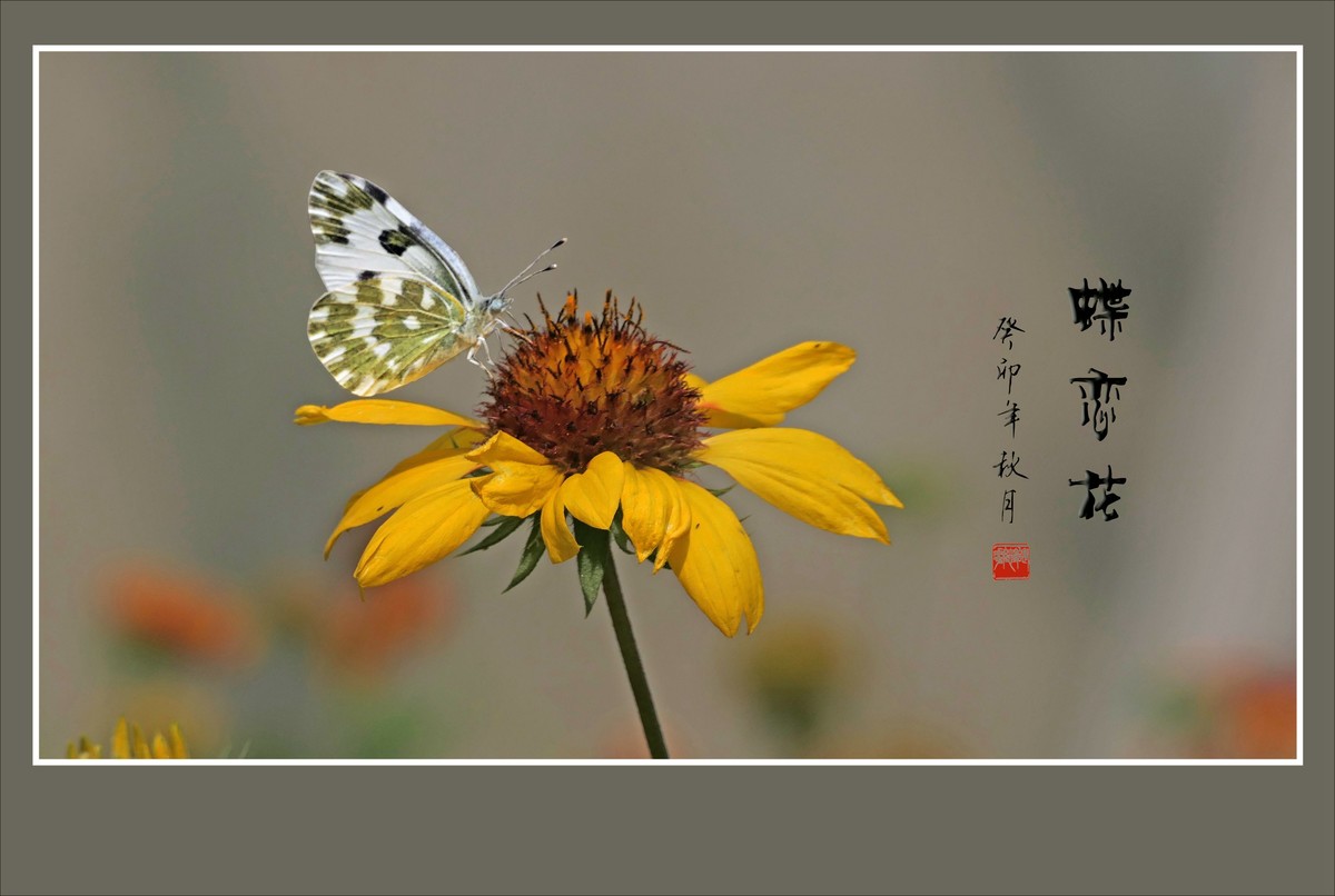 美丽的天人菊引蜂蝶