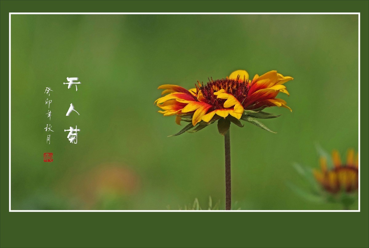 美丽的天人菊引蜂蝶