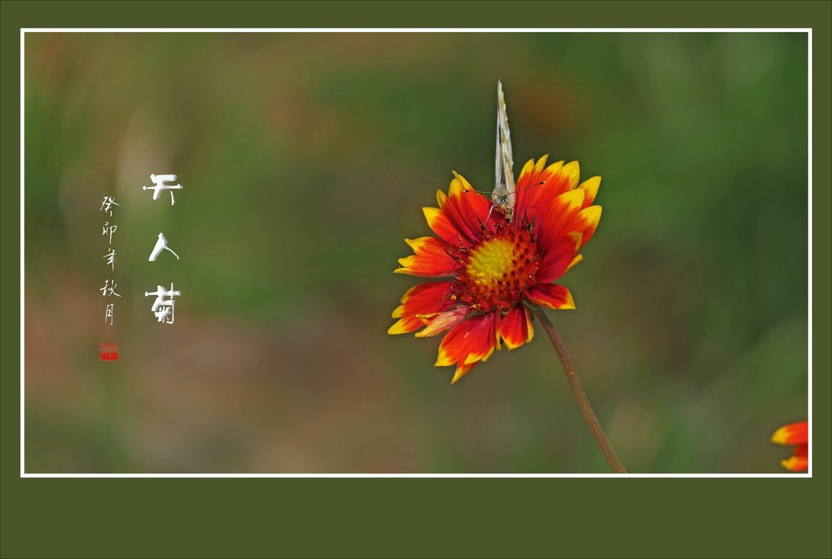 美丽的天人菊引蜂蝶