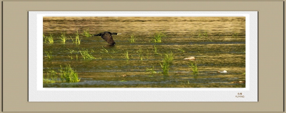 装饰画--鱼鹰展翅