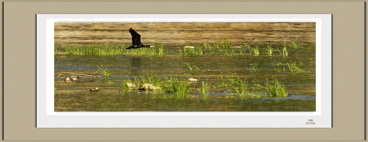装饰画--鱼鹰展翅