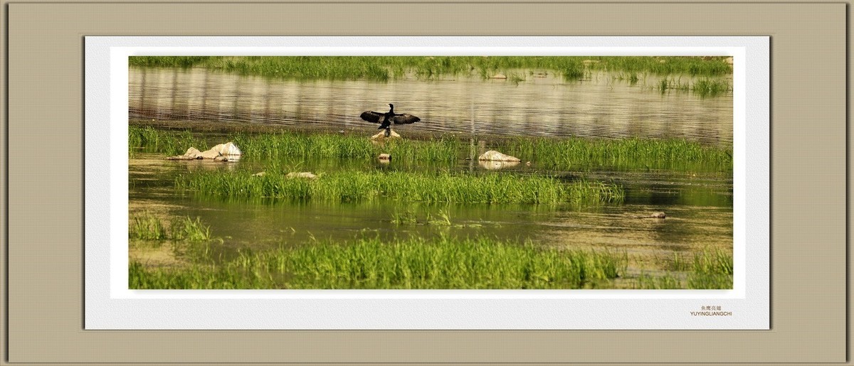 装饰画--鱼鹰展翅