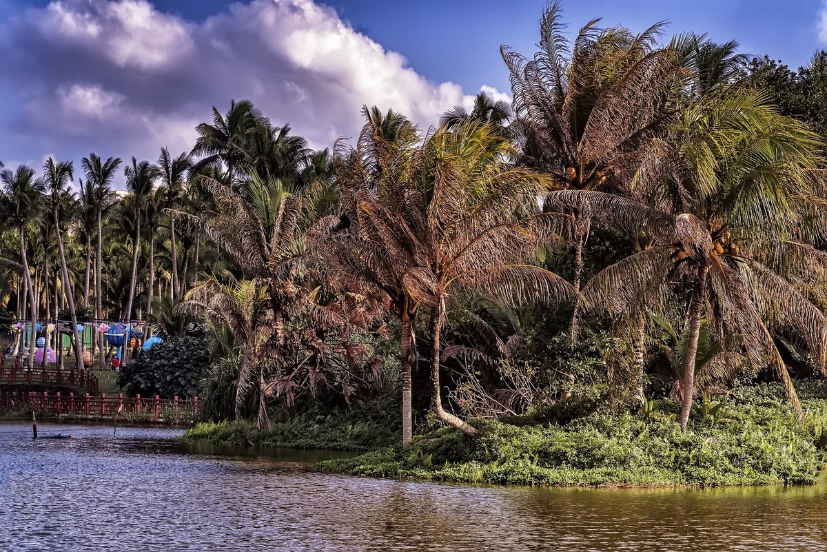 椰子之乡-文昌-椰子大观园（2）