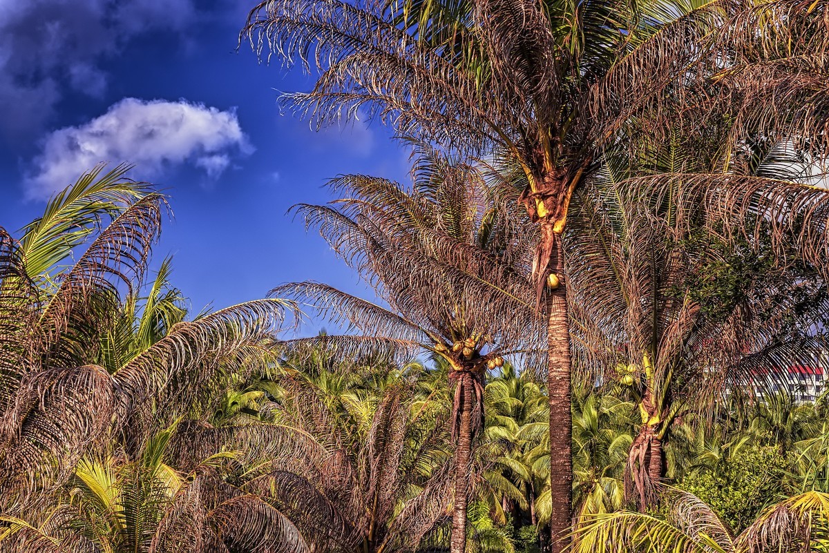 椰子之乡-文昌-椰子大观园（2）