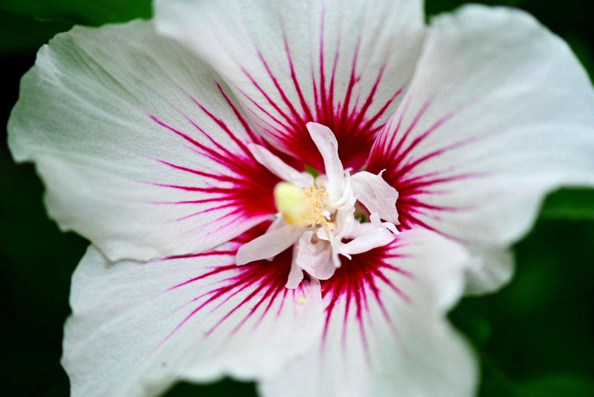 【微距摄影】花卉一组