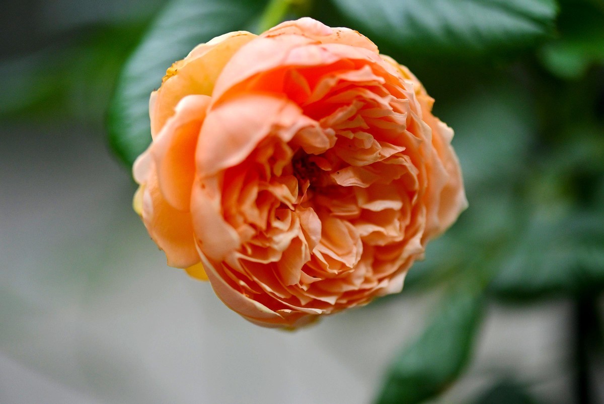 【微距摄影】花卉一组