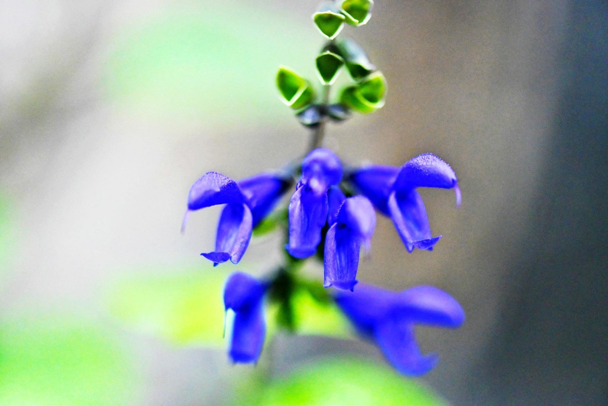 【微距摄影】花卉一组