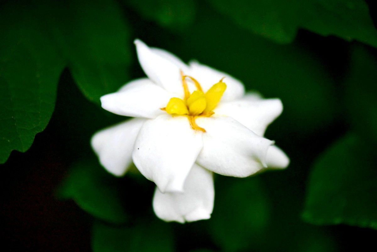 【微距摄影】花卉一组