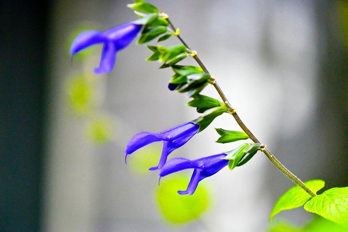 【微距摄影】花卉一组