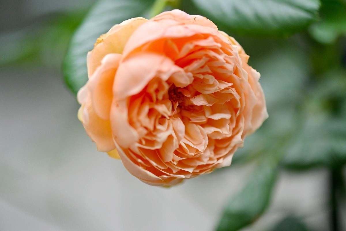 【微距摄影】花卉一组