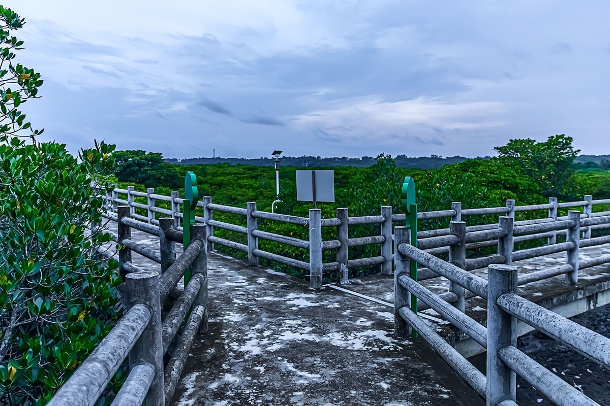 旅游记录 :广东廉江高桥红树林与广西山口红树林-中关村在线摄影论坛