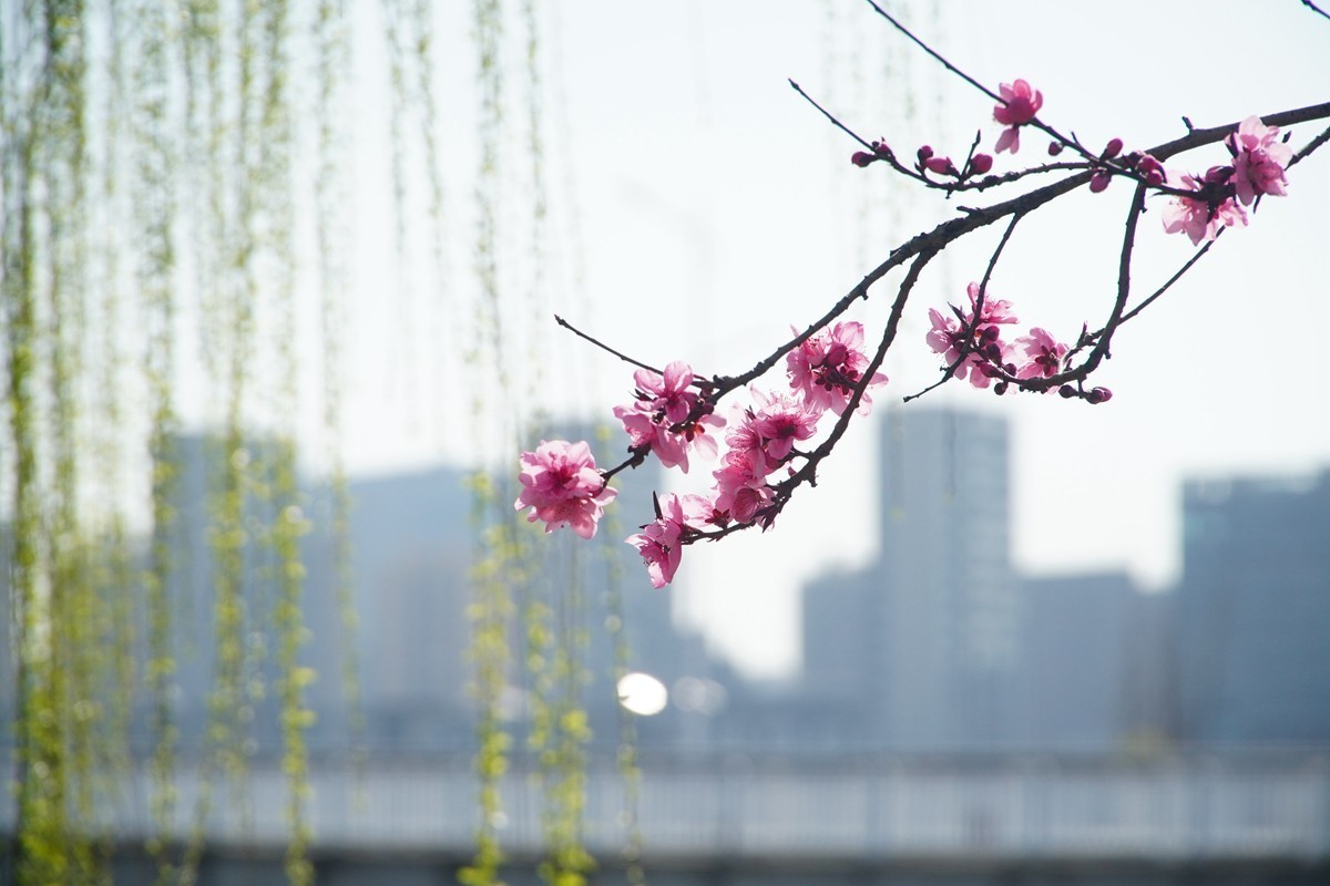 2025，春日游拍之三