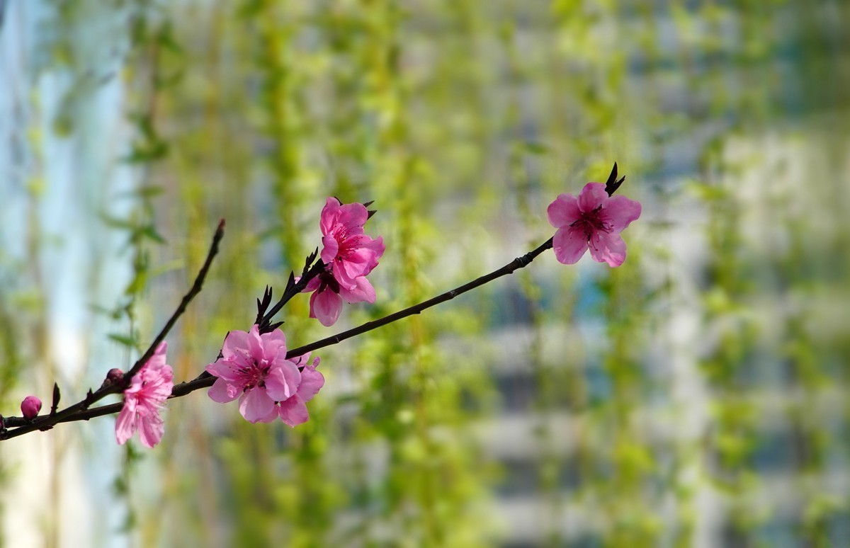 2025，春日游拍之三