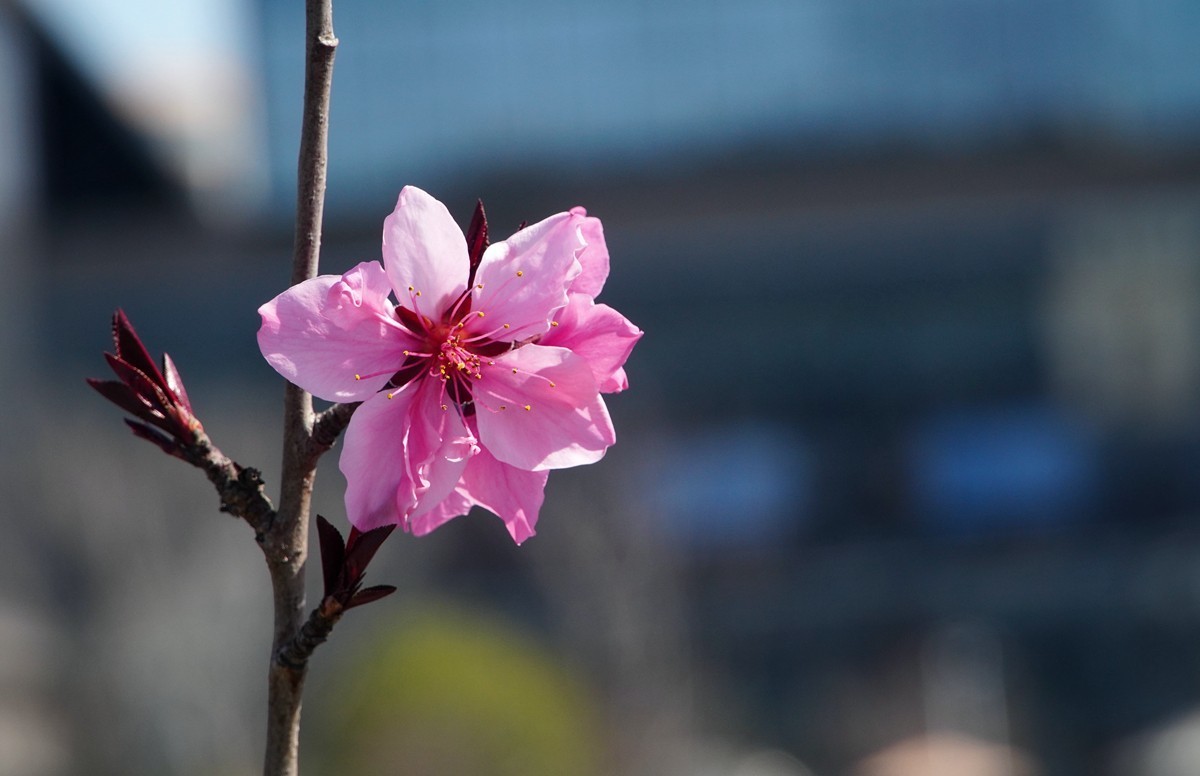 2025，春日游拍之三