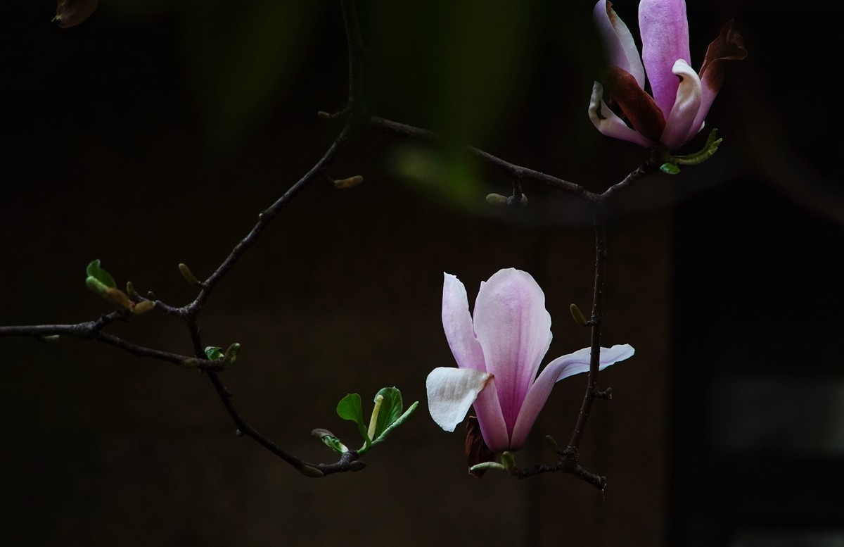 2025，春日游拍之三