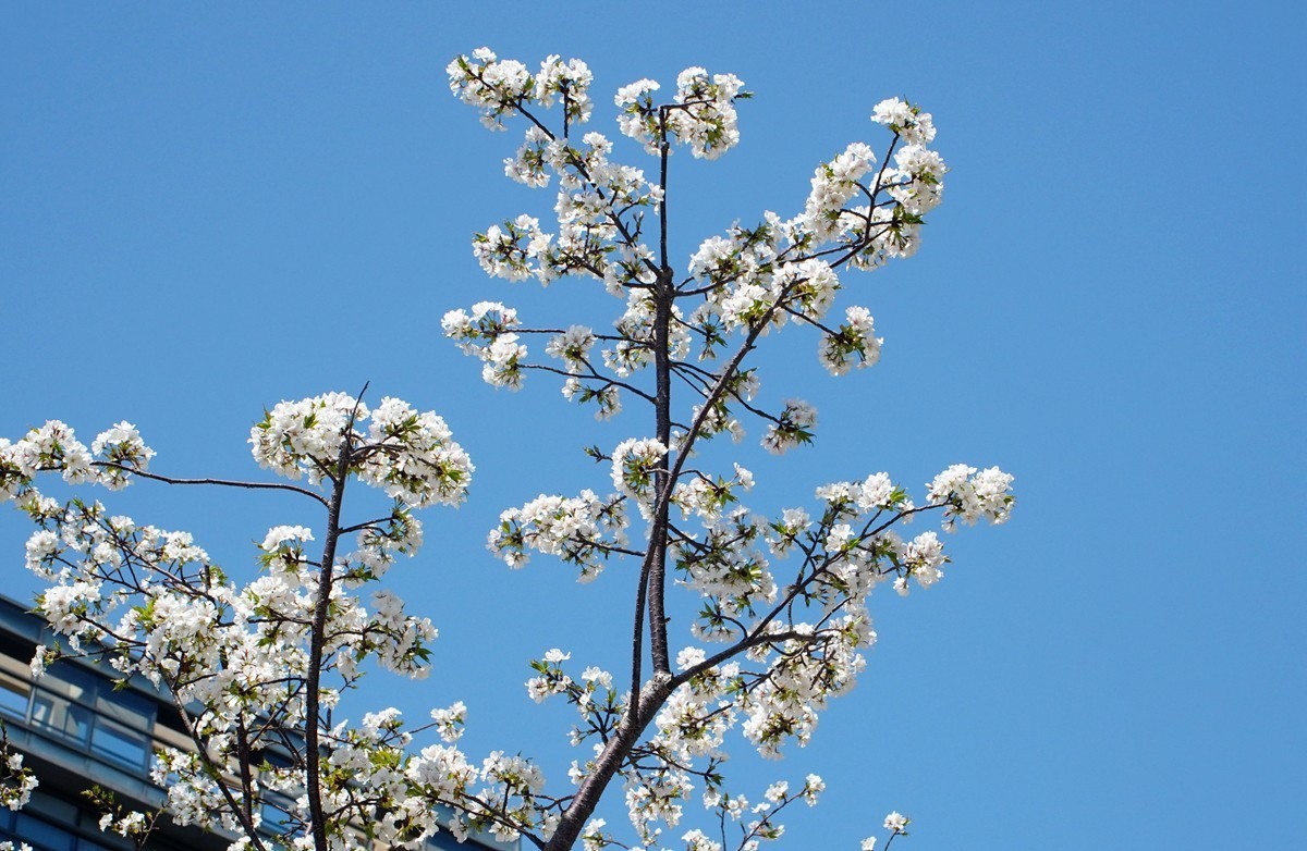 2025，春日游拍之三