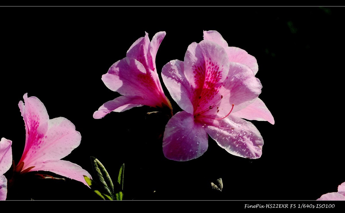 又见杜鹃开 (13)