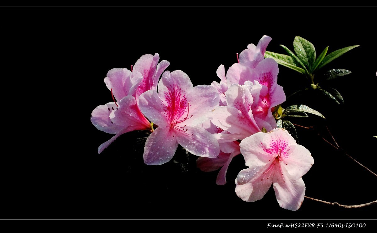 又见杜鹃开 (13)