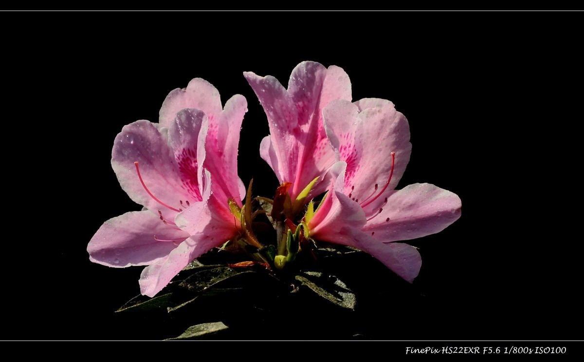 又见杜鹃开 (13)