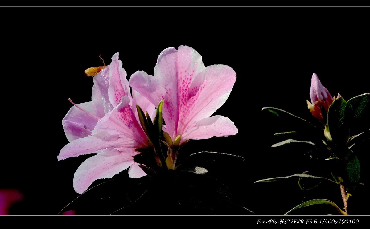 又见杜鹃开 (13)