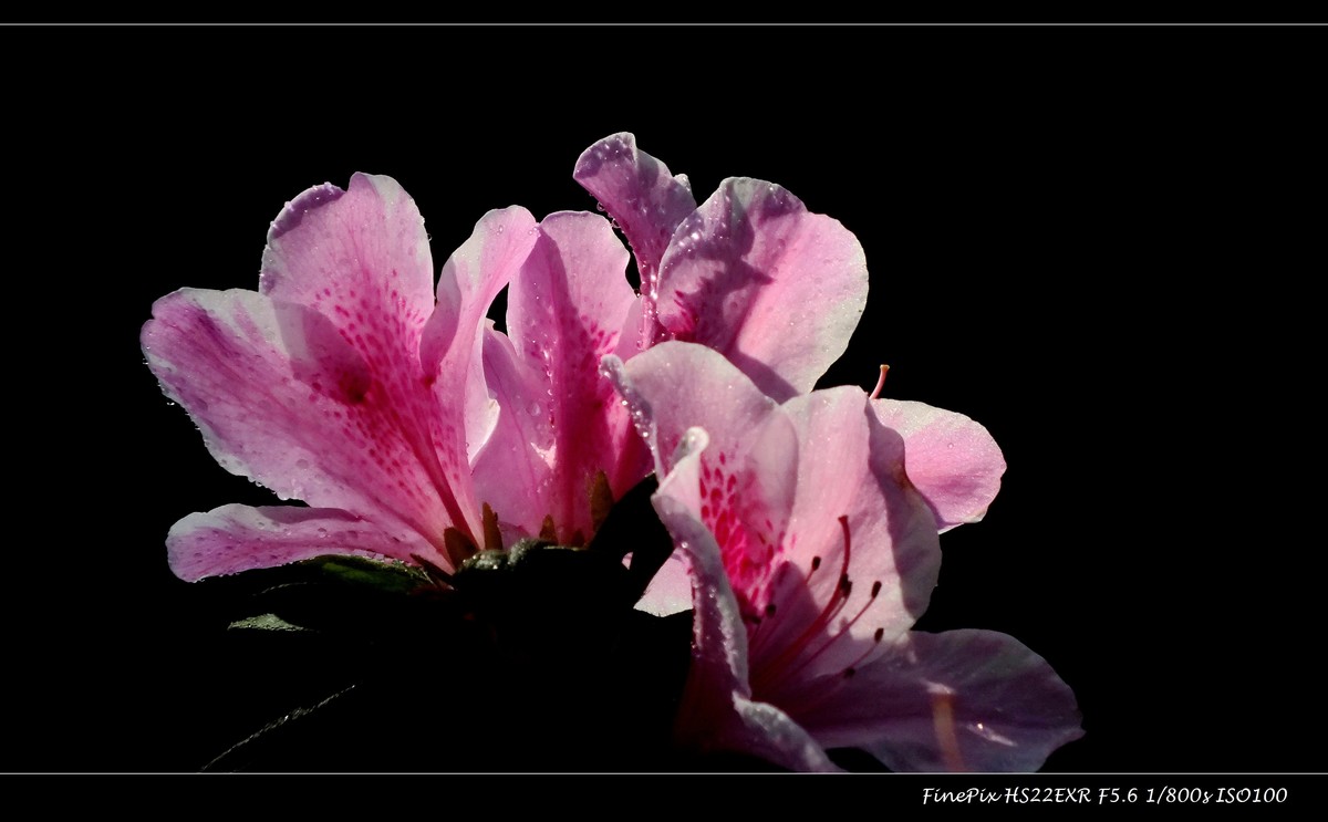 又见杜鹃开 (13)