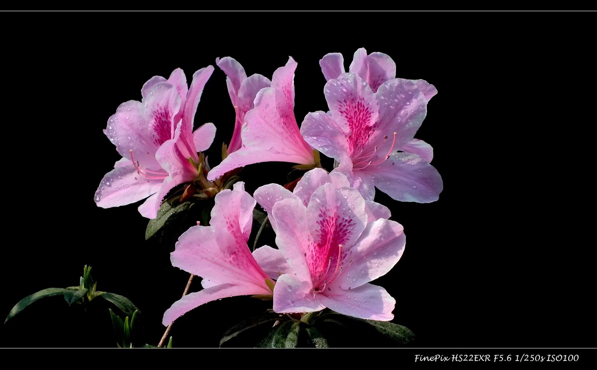 又见杜鹃开 (13)