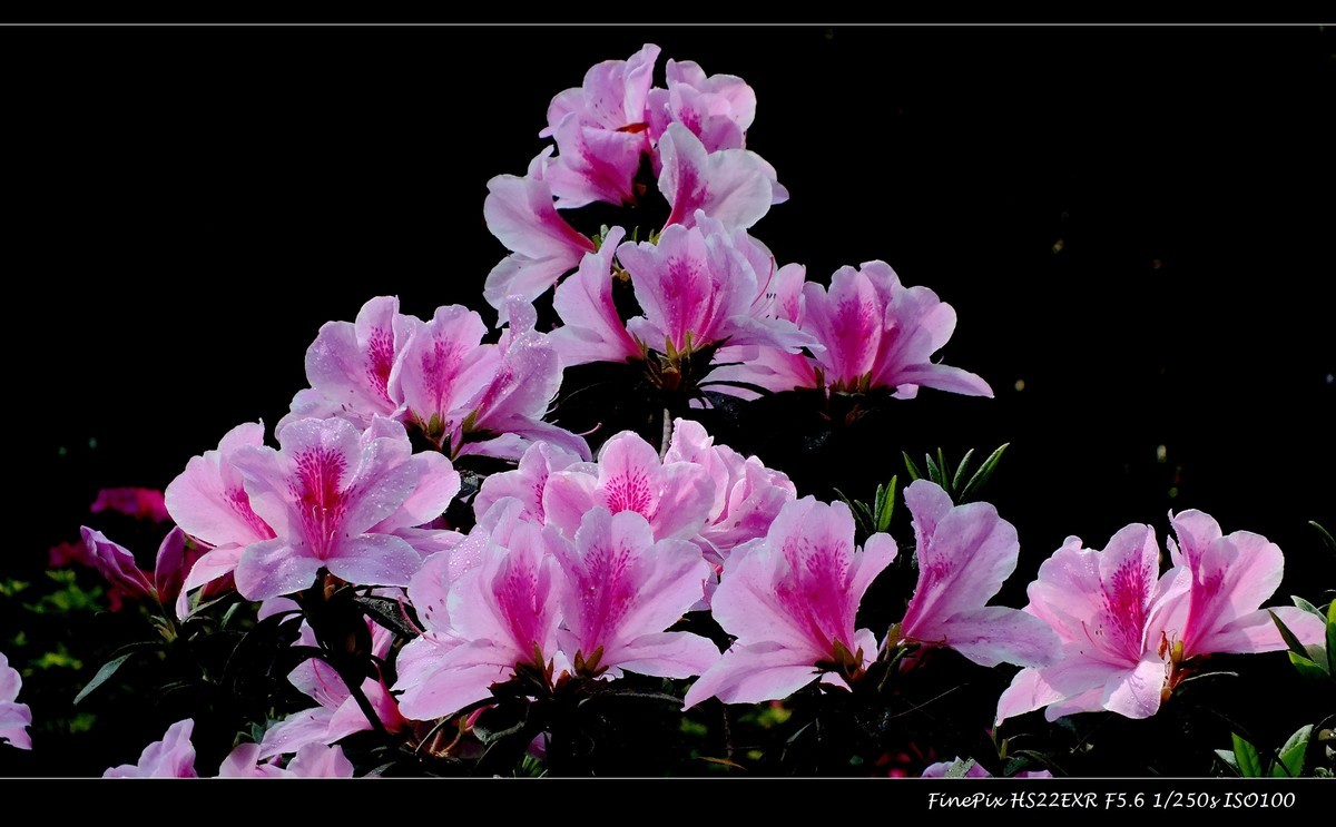 又见杜鹃开 (13)