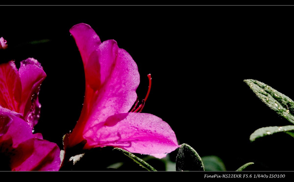 又见杜鹃开 (16)