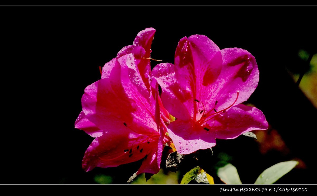 又见杜鹃开 (16)