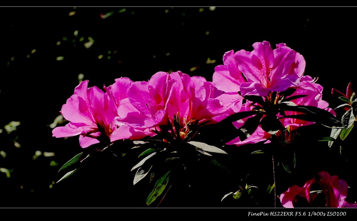 又见杜鹃开 (16)