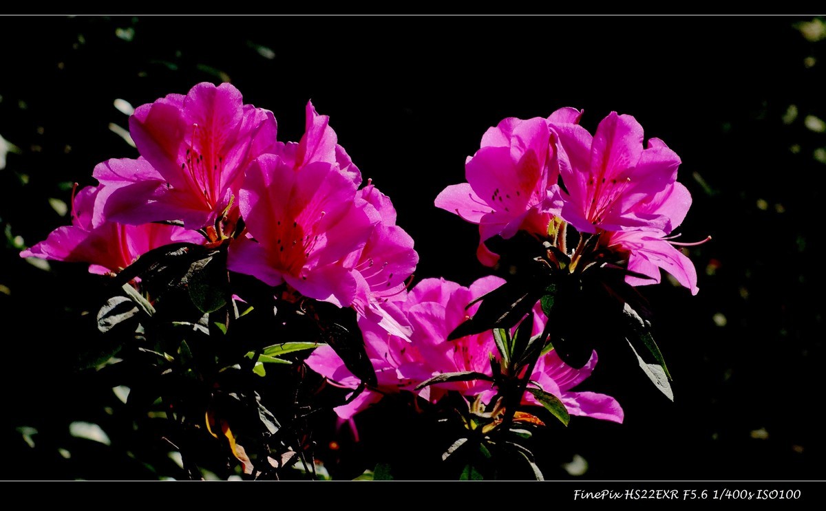 又见杜鹃开 (16)