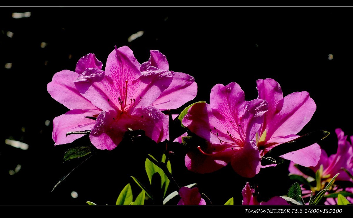 又见杜鹃开 (16)